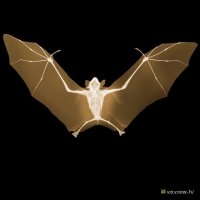 Фотограф-рентгенолог  показывает мир насекомых изнутри