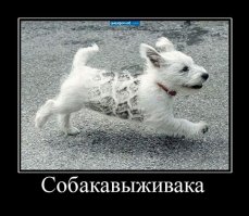 Собаки-хулигаки