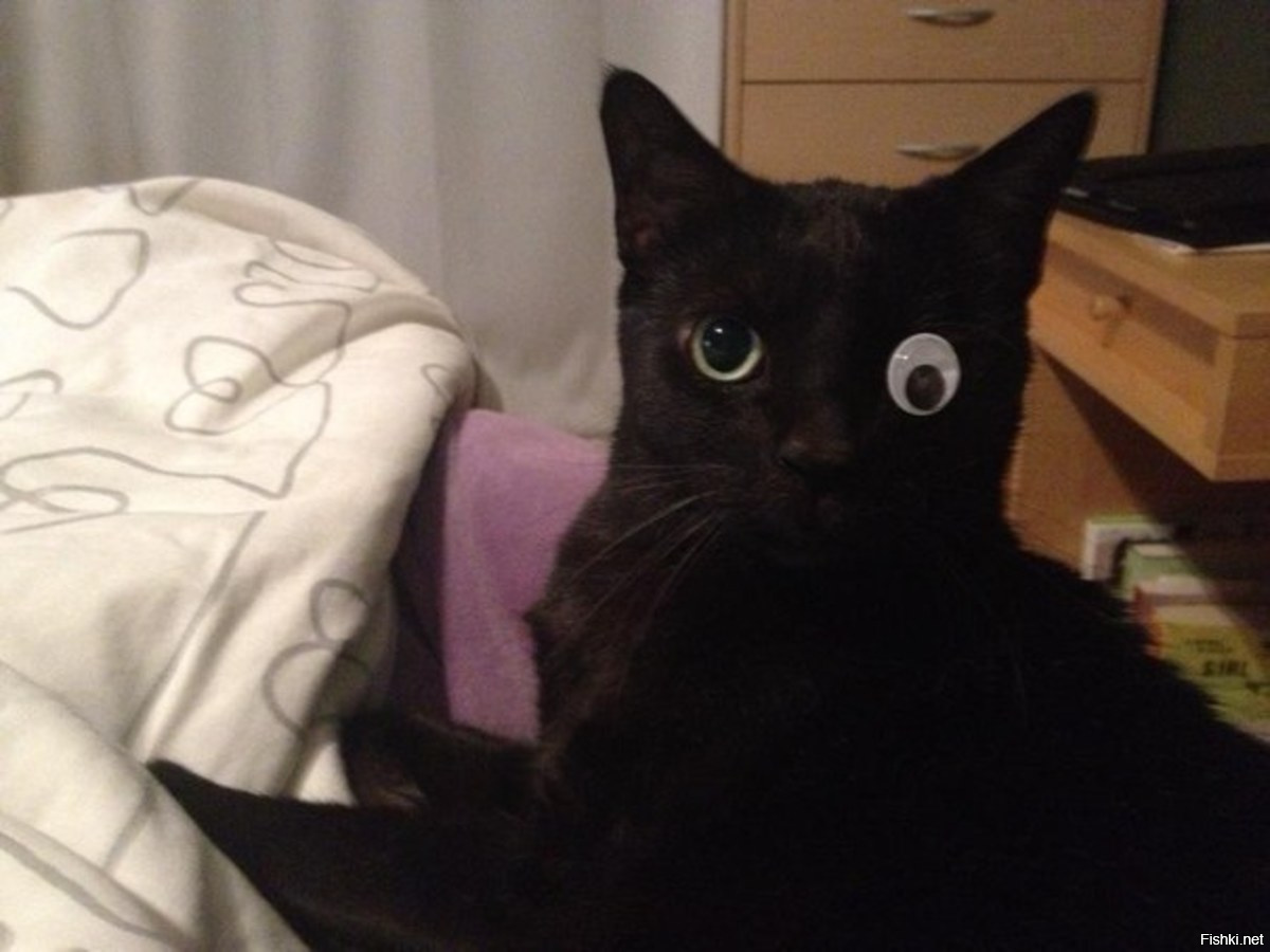 Котик с глазами в разные стороны