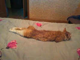 наш Бобарысь