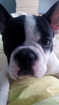 а это наш француз