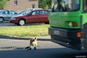Вчера утром в районе вокзала в Слуцке машина сбила перебегавшего дорогу кота.
После этого собака защищала его от ехавших автомобилей, стоя возле смертельно раненого друга. А затем оттянула кота на обочину и зализывала ему раны. Спасти его, к сожалению, не удалось - кот не выжил