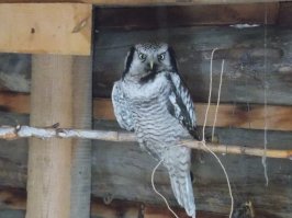 мой сыч-Гагарин.