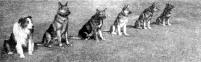 Не сочтите за занудство, но я, как коллист, не могу промолчать :)
На фото не Дик, хотя это фото частенько приводится как его снимок. Дик был небольшого для колли роста и имел широкую проточину на морде.
Настоящая его кличка -- Декойт. Родился 8 июля 1939 года. Отец - Рекс, колли московского разведения, предки неизвестны, мать Тримминг Шетлэнд - весьма известная собака ленинградского разведения, с полной родословной.
Владельцами Дика до войны были Снегоцкая Татьяна Георгиевна и Мержвинский Леонид Карлович.
Выставочную карьеру Дик начал ещё до войны и, что удивительно, продолжил её после. Ему вообще неслыханно повезло возвратиться с минных полей Второй мировой живым и невредимым. Его даже возвратили владельцам, но те быстро поняли, что пёс совсем отвык от "гражданки" и в военной части ему будет лучше. До конца своих дней Дик жил в Павловске, где умер от старости и был похоронен с воинскими почестями.
Вот настоящие фото Дика: