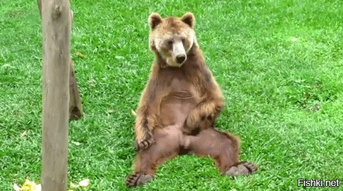 Эротический танец медведя у "шеста" сняли на видео