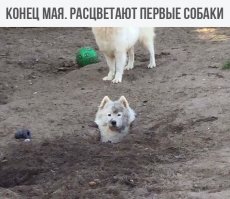 На фото одна собака, открывшая портал или две, снятые руко8опым фотографом?