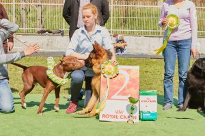 блин уже второй пост о питомцах пользователей фишек, а своего так и не увидел))) ребята ну сделайте уже один большой пост пусть все пользователи насладятся, даже из нескольких частей, но не 2-3 фото. и да, мой п..здюк  и его дед, уже не в первый раз