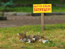 Коты, которые сами нашли своих хозяев