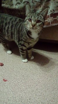 А этой мой сумасшедший кот. Взяла котенком через интернет. Мамку не дососал, со второй ночи и по сей день присасывается (уже делает вид по привычке) ко мне. Лицо, шея, веки, руки, спина - всё, что торчит из под одеяла, было им обсосано, непременно с когтением. Теперь просто уткнётся носом в шею и почмокивает, хотя когтить так и продолжает.