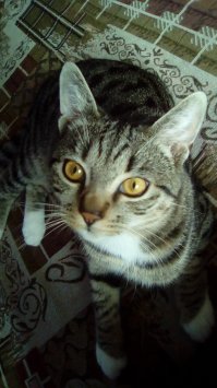 А этой мой сумасшедший кот. Взяла котенком через интернет. Мамку не дососал, со второй ночи и по сей день присасывается (уже делает вид по привычке) ко мне. Лицо, шея, веки, руки, спина - всё, что торчит из под одеяла, было им обсосано, непременно с когтением. Теперь просто уткнётся носом в шею и почмокивает, хотя когтить так и продолжает.