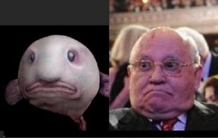 Около Австралии поймали считавшуюся вымершей рыбу без лица