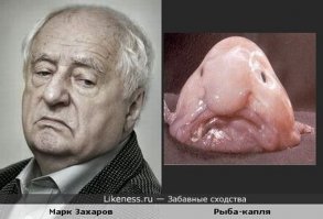 Около Австралии поймали считавшуюся вымершей рыбу без лица