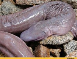 Скорее так