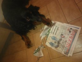 Мой пёс тоже не любит догхантеров. Даже газету вот разодрал.