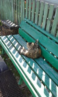 Наша "дворянка" прибилась в деревне к дому, приходила поесть - потом все чаще и чаще приходила, потом просто стала от нашего дома отлучаться иногда. Ну а потом она принесла 6-х котят, перетащила их в дом к печке и с тех пор у нас стало на животинку больше. Котят, слава богу, удалось по соседям пристроить. А их мамаша уже как 9 лет с нами живет.