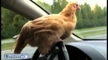 Понаставили шлагбаумов, понимаешь!