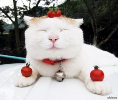 хан котян