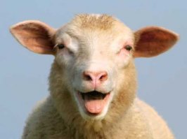 Понаставили шлагбаумов, понимаешь!