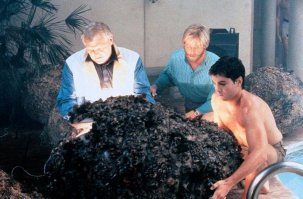 Точно осиных!?