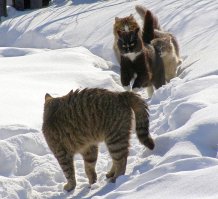 Коты, которые сами нашли своих хозяев