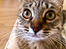 мой человекофил))