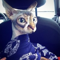 Мой Голум, на деле донской сфинкс Фаби