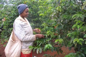 кофе,, выращенный на плантациях, обрабатываемых мужчинами.Вот тут не соглашусь,кофе бабы собирают)