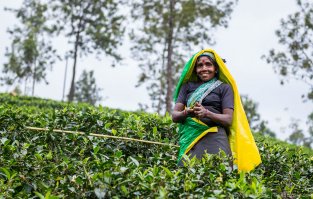 кофе,, выращенный на плантациях, обрабатываемых мужчинами.Вот тут не соглашусь,кофе бабы собирают)