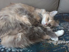 И моих двоих застранцев =) Кошка Муся и серый кот-переросток Банзай =)