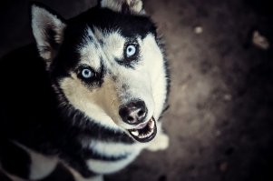 Моя балбесина )