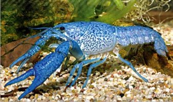 Очередная подборка картинок с подписями