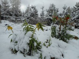 Такой наверное ....