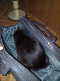 Какая еще Турция??? А котик? Я с вами!