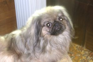 Думала, выкладывать или нет....
Пусть будет. Обалденная собака была, хоть пекинесов и считают злыми, неправда!!!
Масяня - самое флегматичное существо. 
Только через 3 года смогли взять Муську (её взрослую фотку выкладывала ниже)