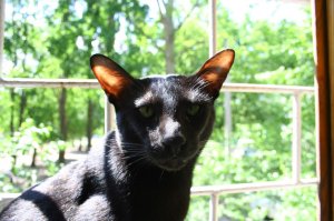 20 вещей, которые поймут только кошатники