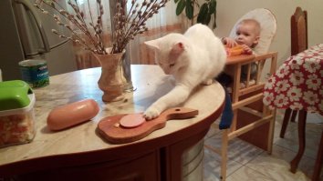 Домашние питомцы пользователей Фишек