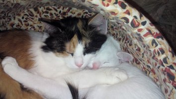 Покойная Зая и Бусина