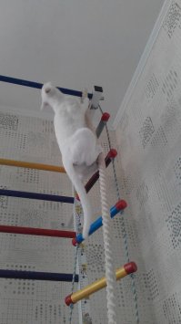 Домашние питомцы пользователей Фишек