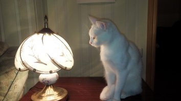 Домашние питомцы пользователей Фишек