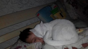 Домашние питомцы пользователей Фишек