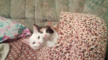 Покойная Зая и Бусина