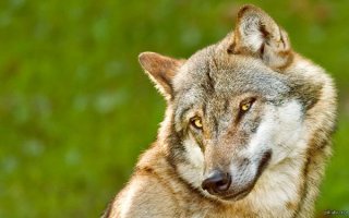 Тренер-гигант обрел мировую популярность благодаря соцсетям