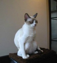 они удивляются, что существуют какие-либо неудобные позы