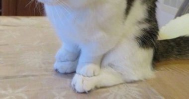 они удивляются, что существуют какие-либо неудобные позы