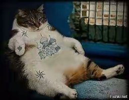 Домашние питомцы пользователей Фишек