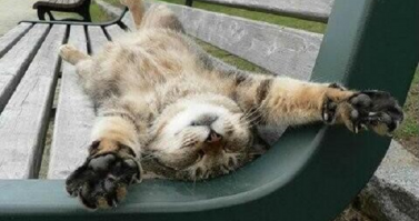 Они сосредоточились на удобстве, и вот что из этого вышло