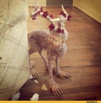 23 глубоких разочарования, отбивающих интерес к идеям из Pinterest