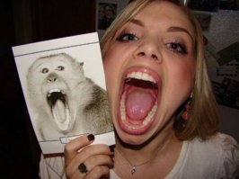 То ли зёв, то ли рёв. Зевающие котики — это страшнее, чем кажется