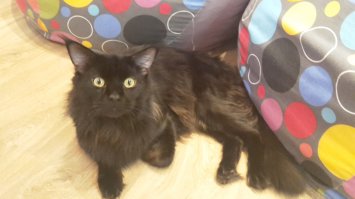 А это наш кунёнок..... Годик парню, зовут Фидель.  Зёв не успел сфоткать, зато рожа вышла офигевшая!!!!! :):):)