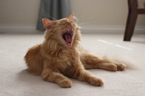 Ну и мое зевающее чудо )